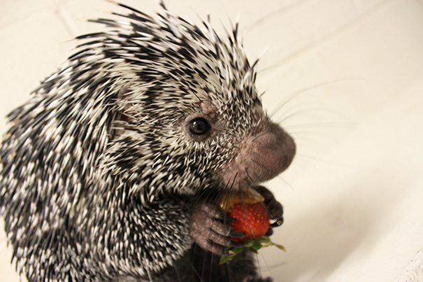 funny-animals-eating-36__605